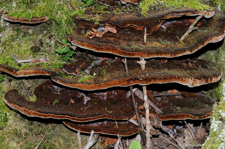 Aphyllophorales nella Tenuta di San Rossore